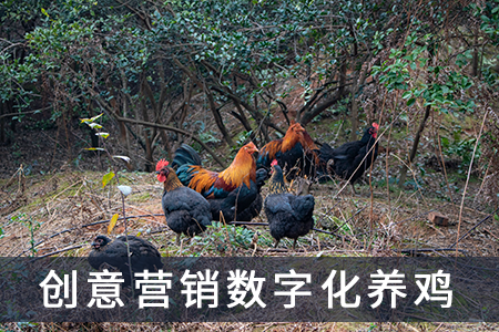 创意营销数字化养鸡