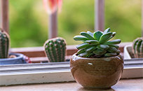 鲜花店用共享店铺系统分红方案 成功锁客100多共享股东