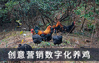 创意营销思维之刘强东智能化数据化养鸡